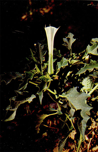   ( ) Datura innoxia Mill.    Solanaceae