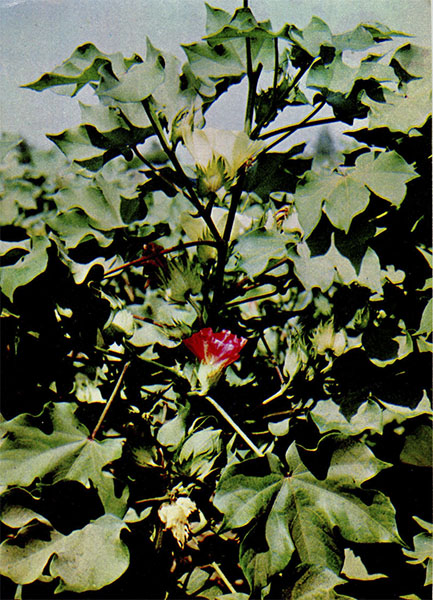  . Gossypium hirsutum L.    Malvaceae.    .    , , , 
