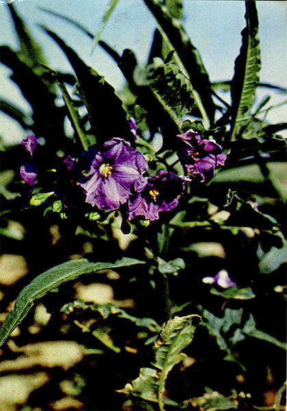  . Solarium laciniatum Ait.    Solanaceae