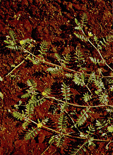   (, , , , , , , ). Tribulus terrestris L.    Zygophyllaceae