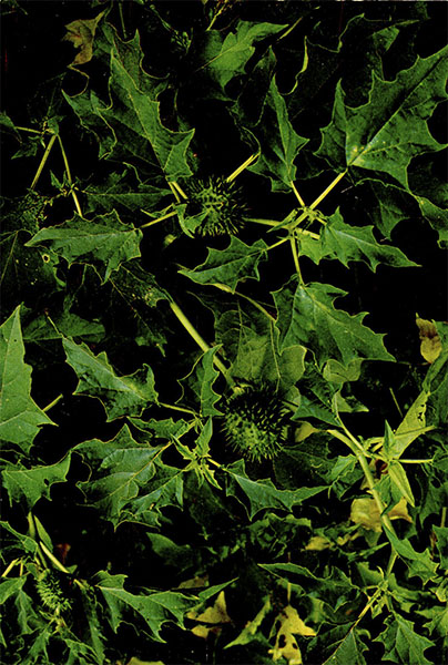  , Datura stramonium L.    Solanaceae