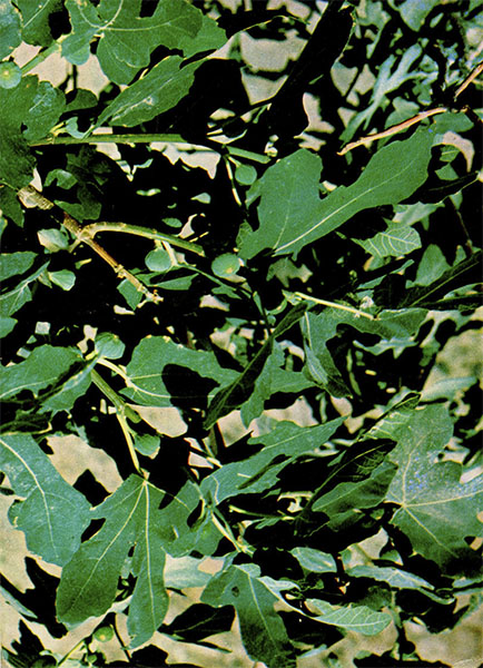   (,  ; - '') Ficus carica L.    Moraceae