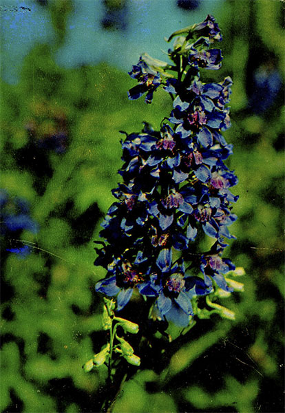  . Delphinium dictyocarpum DC.    Ranunculaceae