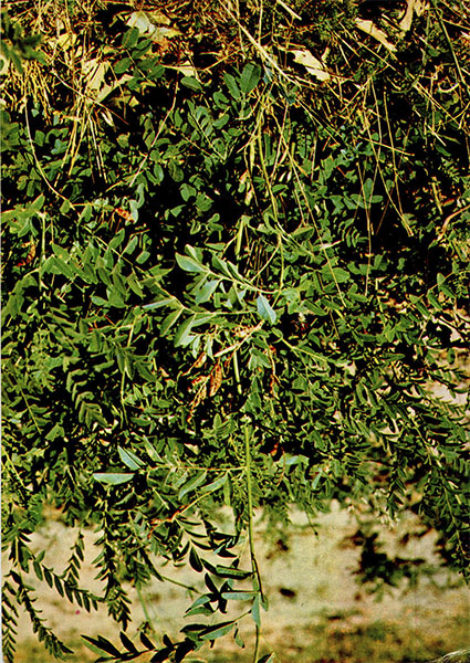   ( , ). Glycyrrhiza glabra L.    Fabaceae (Leguminosae)