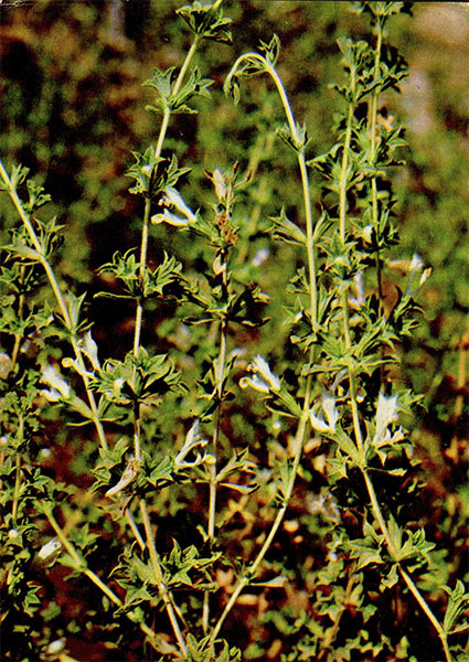  ( ; - ; - ) Lagochilus inebrians Bunge   ()  Lamiaceae (Labiatae)