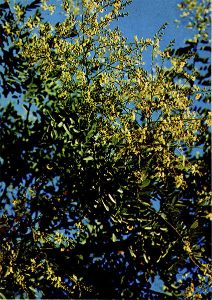  . Sophora japonica L.    Fabaceae (Leguminosae).    .    , , , 