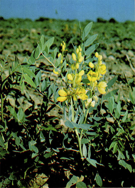   ( ,  ). Cassia acutifolia Delile.    Caesalpiniaceae