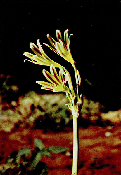   (). Ungernia vie tons Vved. ex Artjushenko.    Aniaryllidaceae