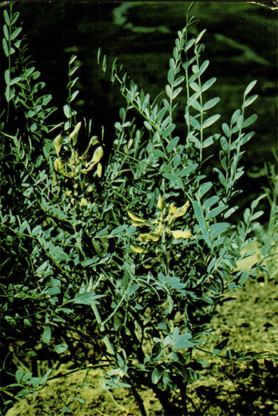   ( , ). Sophora pachycarpa . . . (Vexibia pachycarpa (. . .) Yakovl.    Fabaceae (Leguminosae)
