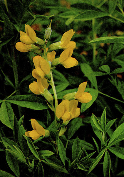   (). Thermopsis alterniflora Regel et Schmalh.    Fabaceae (Leguminosae)