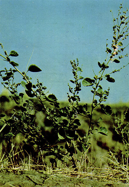   (). Psoralea drupacea Bunge    Fabaceae (Leguminosae)