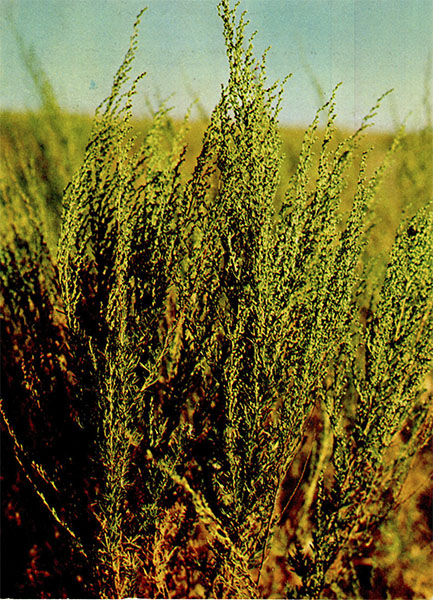  (). Artemisia cina Berg ex Poljak.   ()  Asteraceae (Compositae)