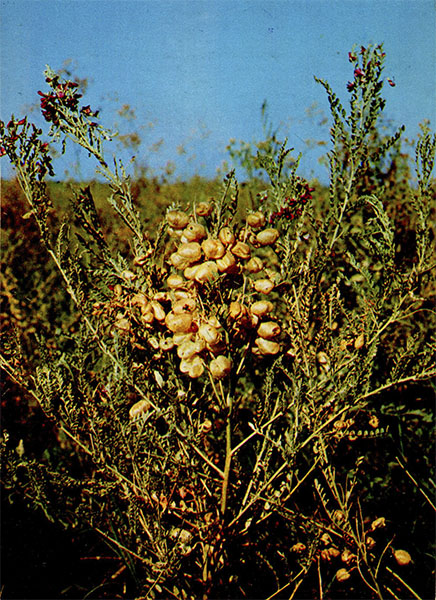  . Sphaerophysa salsula (Pall.) D.C.    Fabaceae (Leguminosae)