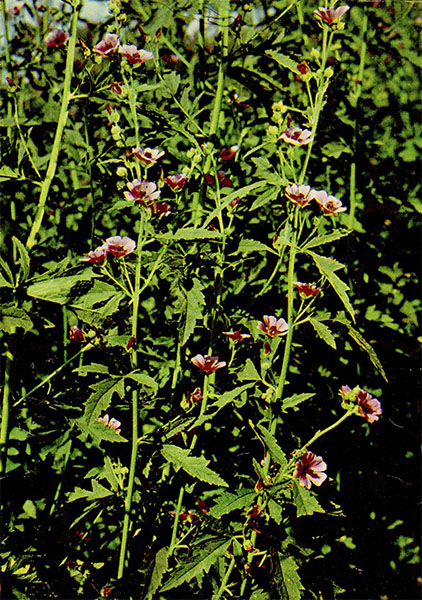  . Althaea armeniaca Tenore    Malvaceae